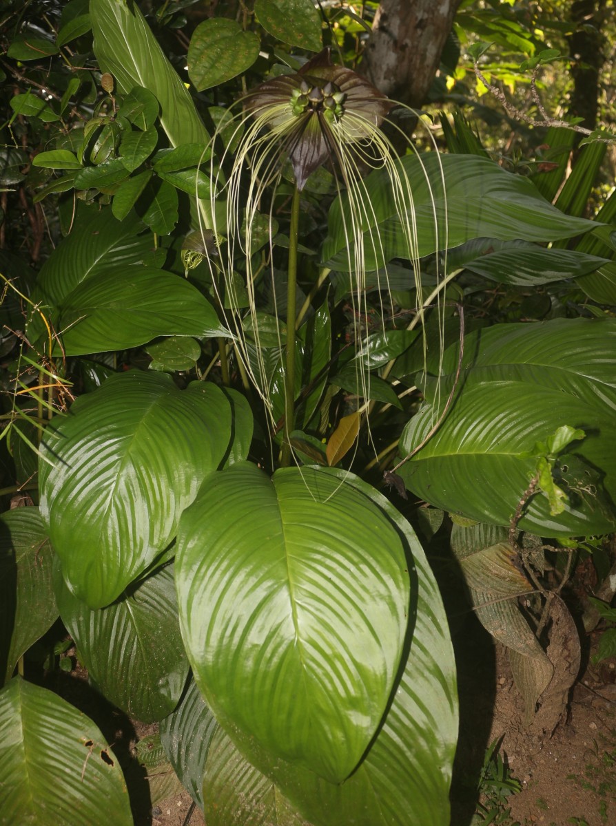 Tacca chantrieri André